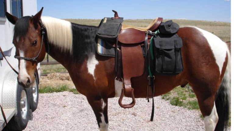 Horse Pack Saddles